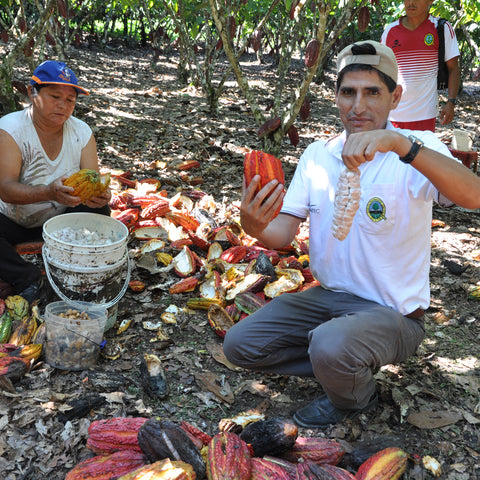 Victoria Paredes de Mallqui and Nene Luis Santivanez Sanchez kneeling on the ground depulping cacao to remove the beans and fruit from the cacao pod