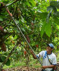 ACOPAGRO cacao farmer using extended clippers to prune hard to reach cacao branches