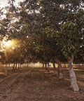 walnut trees at Fillmore Farms