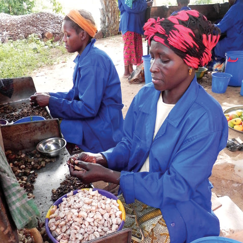 Women removing cashews from their hard shells by hand, Burkina Faso