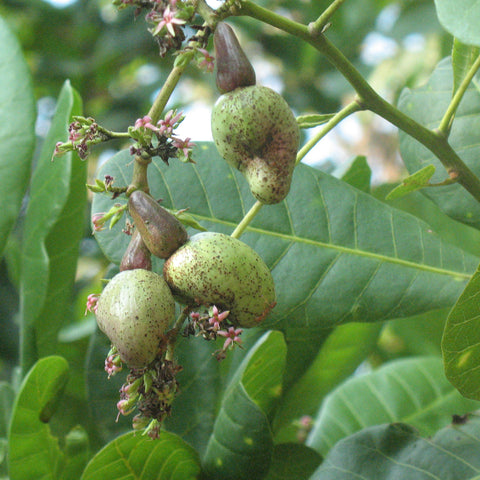 Green cashew fruits growing on a tree