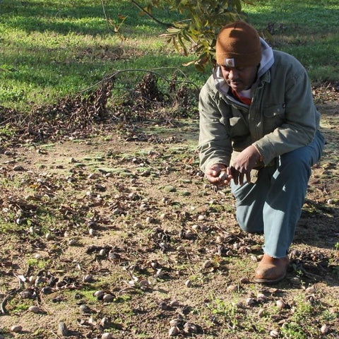 New Communities pecan farmer kneeling on ground looking at freshly harvested pecans