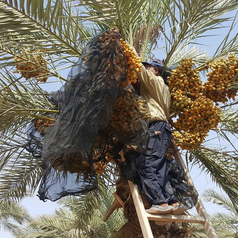 Farmer harvesting dates on a ladder in a date palm