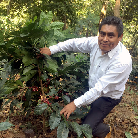 CEPCO coffee farmer next to one of his coffee trees on his farm in Mexico