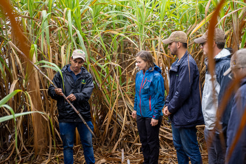 People standing in a sugar cane field, listening to one man explain something while pointing to the sugar cane