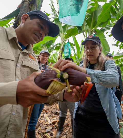 A group of people standing in a banana plantation looking at and handling purple banana flowers held by a man in the foreground