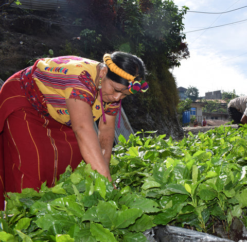 A woman in traditional red and yellow clothing bends over a large patch of fresh green coffee seedlings outdoors, with other people and a building visible in the background.