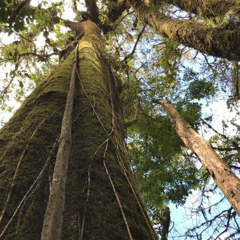 El Triunfo biosphere reserve tree canopy