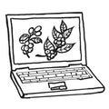 illustration of a laptop computer with coffee cherries on screen