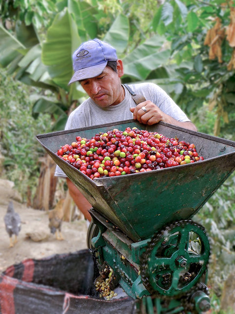 Coffee farmer in Peru running ripe coffee cherries through a depulper
