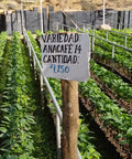 Rows of coffee seedlings growing in a nursery with a sign naming the variety and altitude