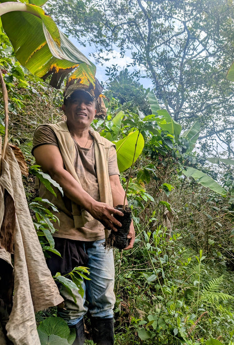 Man standing on a steep hillside amongst green plants, holding a coffee seeding in a small soft pot
