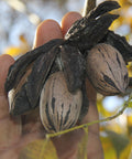 a bunch of pecans on a branch ready to be harvested