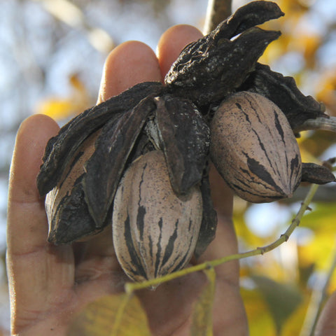 a bunch of pecans on a branch ready to be harvested