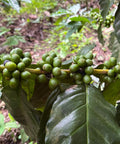 Green coffee cherries growing on a branch in El Salvador