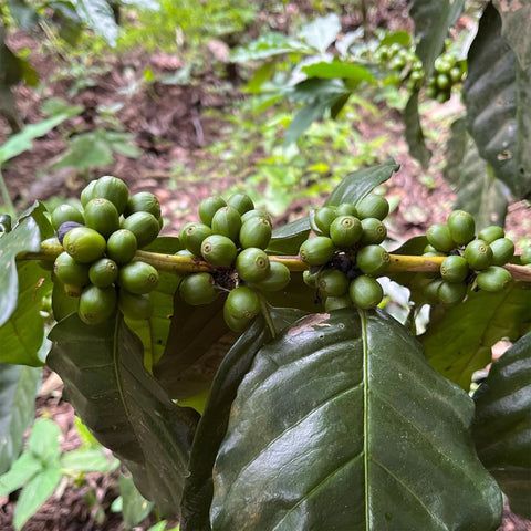 Green coffee cherries growing on a branch in El Salvador