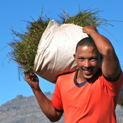 Wupperthal rooibos farmer wearing orange shirt holding bundle of harvest rooibos over left shoulder with bright blue sky in background