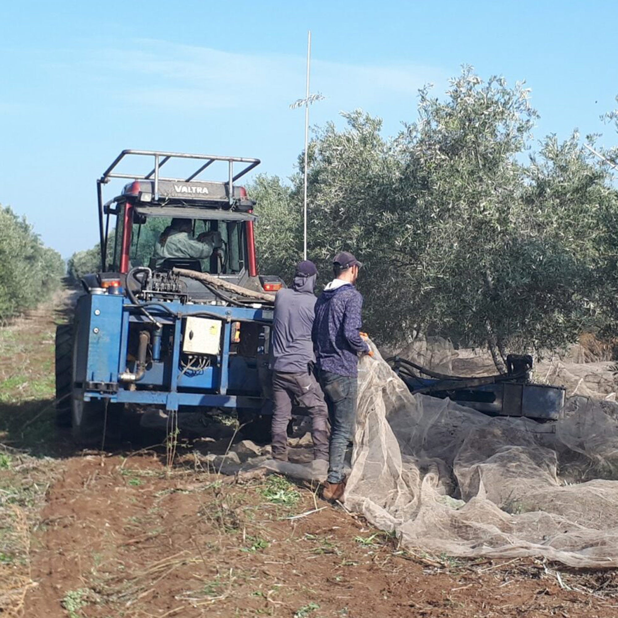Fair Trade and Organic Olive Oil – Equal Exchange