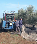 harvesting olives