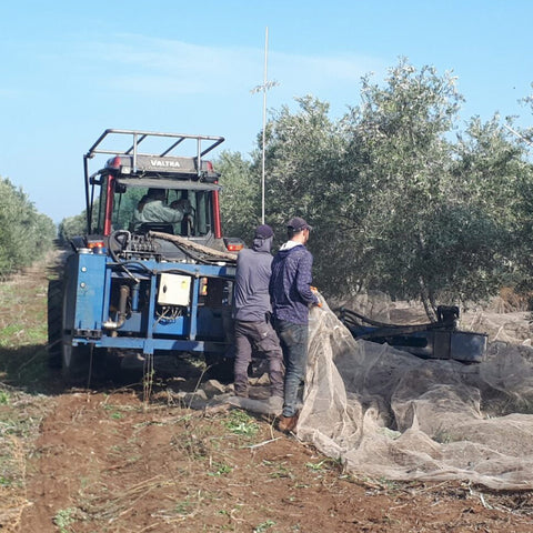 harvesting olives