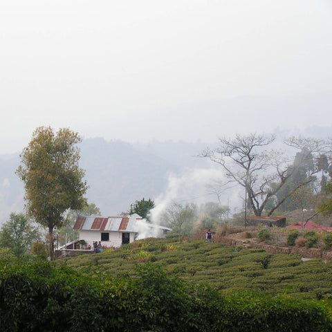 Landscape of tea gardens surrounding a house with rolling hills in the distance covered in clouds