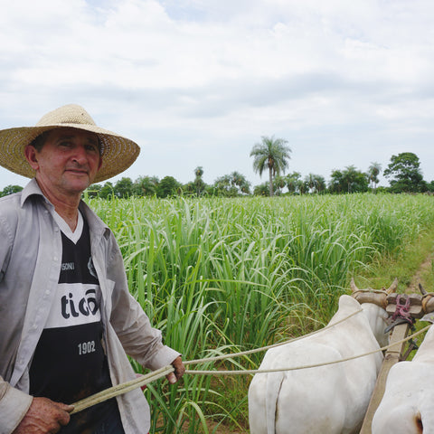Bernardo Ruiz Diaz and his livestock working on his sugar cane farm in Paraguay