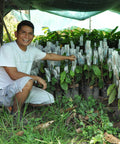 Mardonio Nalvarte Cardenas, member of El Quinacho co-op in Peru kneeling in front of cacao seedlings