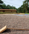 Rake resting on a bed of drying cacao beans spread out in the sun in Togo
