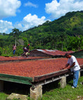 Cacao farmers turning cacao beans as they dry on raised drying beds in the Dominican Republic