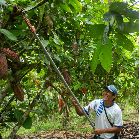 ACOPAGRO cacao farmer using extended clippers to prune hard to reach cacao branches