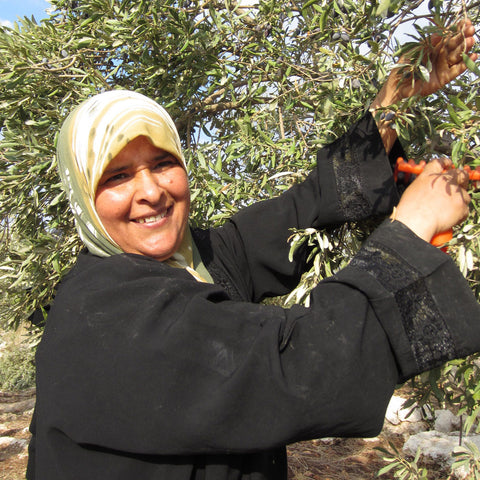 Harvesting Nabali olives in the West Bank