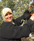 Harvesting Nabali olives in the West Bank