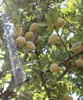 almond tree branches with fruits