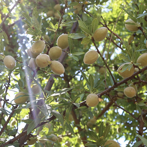 almond tree branches with fruits