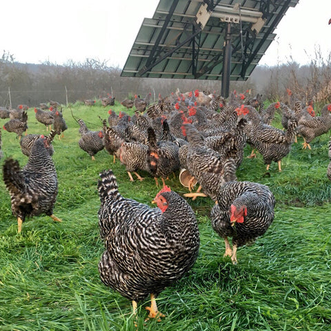 Chickens roaming the land at the Burroughs Family Farm