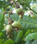 Green cashew fruits growing on a tree