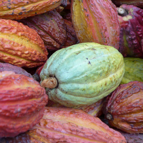 a blue-green cacao pod in a pile of red-orange cacao pods
