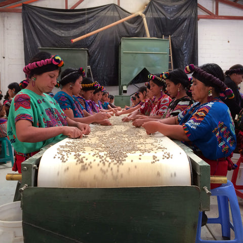 Women in Guatemalan traditional dress sorting coffee beans at a conveyor belt table
