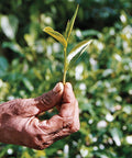 hand holding a tea sprig with three leaves with out of focus tea plants in the background
