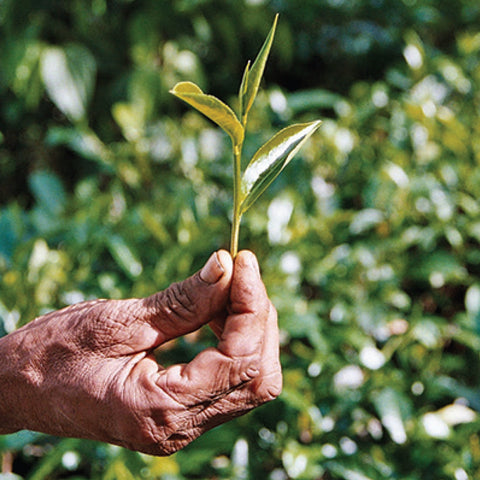 hand holding a tea sprig with three leaves with out of focus tea plants in the background