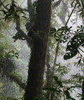 El Triunfo cloud forest
