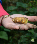 Closeup of a hand holding freshly dug ginger root