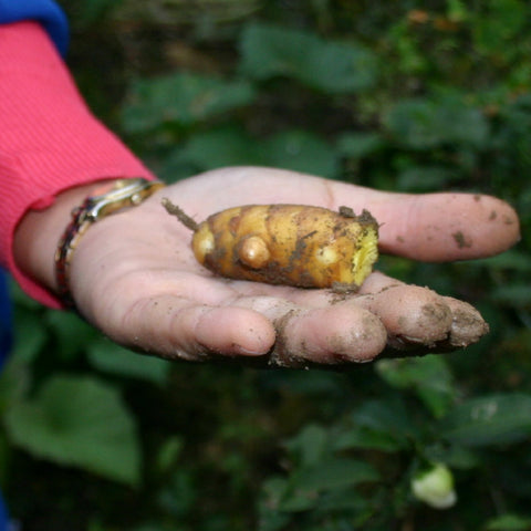 Closeup of a hand holding freshly dug ginger root