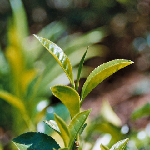 Closeup of green tea leaves