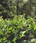 bright green tea plants with diverse shade crops surrounding in the background