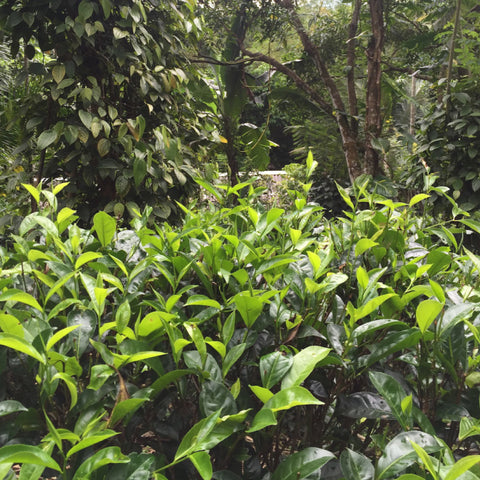 bright green tea plants with diverse shade crops surrounding in the background