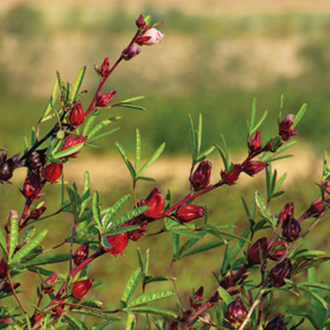 Closeup of Egyptian Hibiscus buds