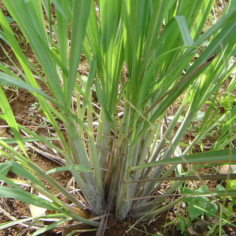 close up of lemongrass growing