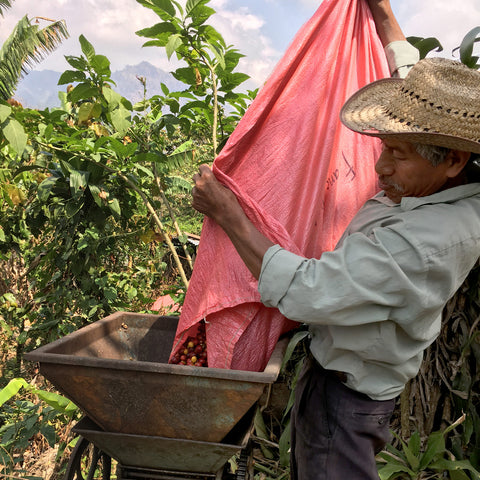 Farmer member of Manos Campesinas in Guatemala emptying a bag of coffee cherries into a depulper