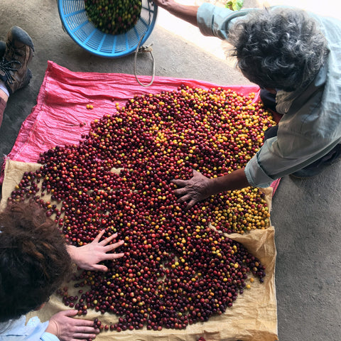Farmer members of Manos Campesinas in Guatemala sorting red and yellow coffee cherries on a patio